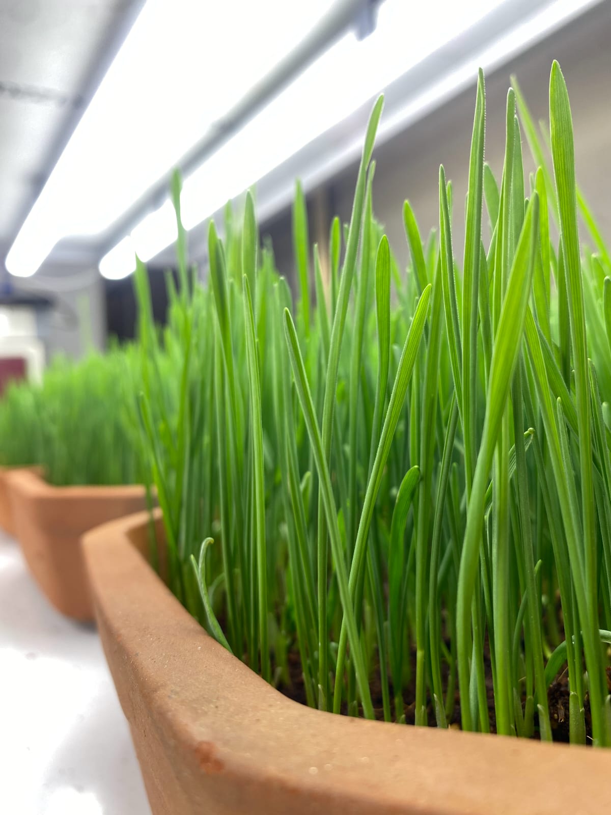 Product/Innovation Image